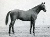 stallion Martial III xx (Thoroughbred, 1909, from Airlie xx)