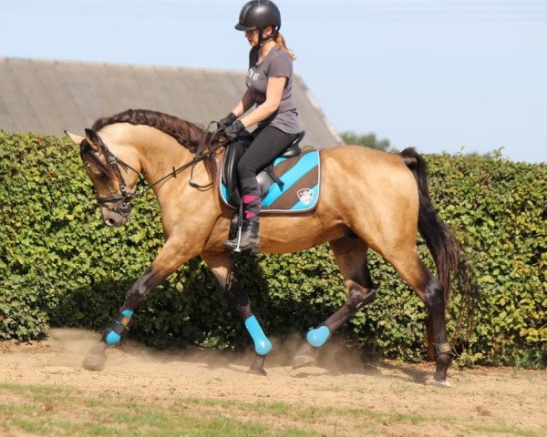 Deckhengst HAB Valkarios (Arabisches Halbblut / Partbred,  , von Klepholms Ikarios)