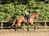 dressage horse Bernstein 131 (Oldenburg, 2018, from Borsalino)