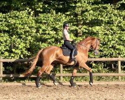 dressage horse Bernstein 131 (Oldenburg, 2018, from Borsalino)