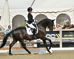 Dressurpferd Feu Noir 4 (Schweizer Warmblut, 2018, von For Gold OLD)