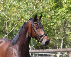 jumper B.A. (German Sport Horse, 2017, from Baloutender)