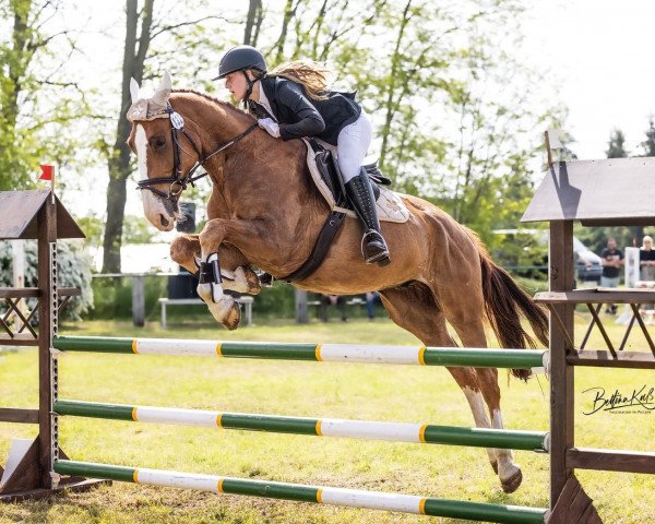 jumper Limit 66 (German Sport Horse, 2017, from Limasol)