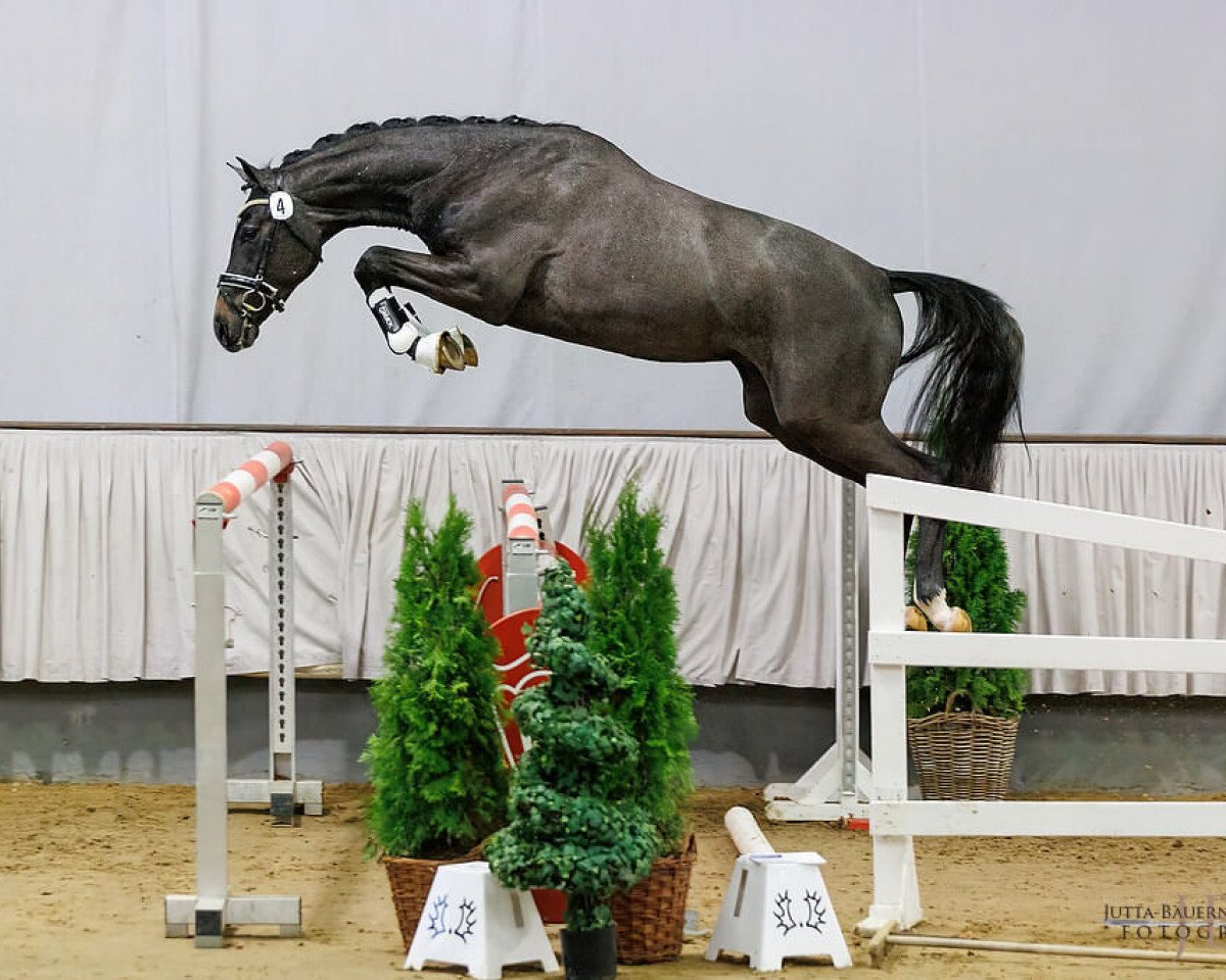 stallion Feiner Traum (Trakehner, 2019, from Lebenstraum)