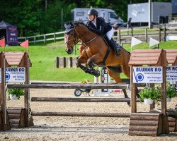 Springpferd Corrado 131 (Belgisches Warmblut, 2002, von Orlando van de Heffinck)