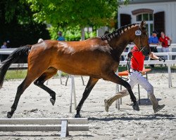 Dressurpferd Zamira von Buchmatt CH (Schweizer Warmblut, 2020, von Zonik)