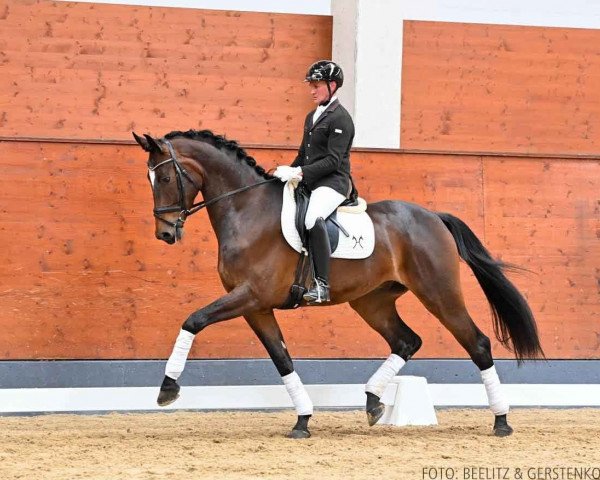 dressage horse Micado (Hanoverian, 2019, from Maracana)