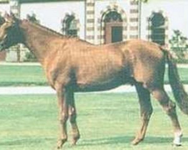 stallion Crystal St Clair (Selle Français, 1990, from Rivage Du Poncel)