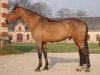 Deckhengst Coriano Zwartepannenhof (Belgisches Warmblut, 2002, von Kashmir van't Schuttershof)