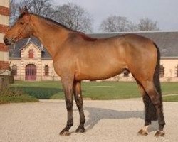 Deckhengst Coriano Zwartepannenhof (Belgisches Warmblut, 2002, von Kashmir van't Schuttershof)