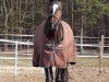 dressage horse Rubina Dalisha (Oldenburg, 2014, from Dante Weltino Old)