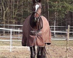 dressage horse Rubina Dalisha (Oldenburg, 2014, from Dante Weltino Old)