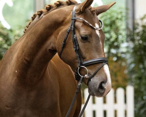 dressage horse Die kleine Daisy (Hanoverian, 2019, from D'Olympus)