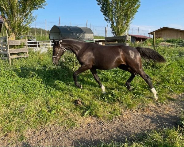 dressage horse Ilvie (German Sport Horse, 2022, from Instertanz V 241 FIN)