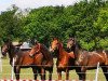 dressage horse Ballett's Cortina (Westphalian, 2018, from Ballettmeister)