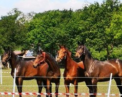 dressage horse Ballett's Cortina (Westphalian, 2018, from Ballettmeister)