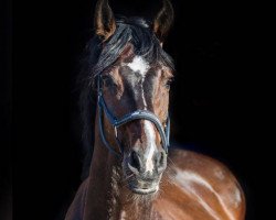 dressage horse Lazuli 4 (Holsteiner, 2002, from Lucky Champ)