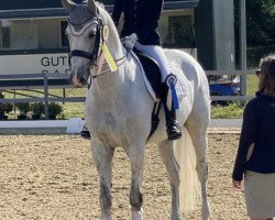 dressage horse de Nurio (Württemberger, 2012, from Birkhofs Denario)