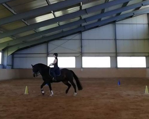 jumper Divino EDL (Oldenburg show jumper, 2010, from Diarado)