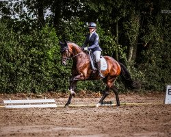 dressage horse Filharmonie CS (Hanoverian, 2018, from For Romance I)