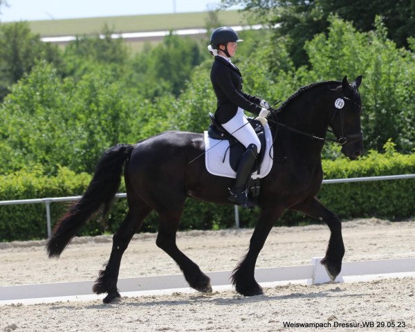 dressage horse Toni de Luxe (Luxembourg horse, 2014)