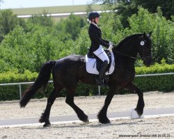 dressage horse Toni de Luxe (Luxembourg horse, 2014)