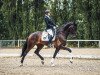 dressage horse Funkenfee E (Hanoverian, 2014, from Franziskus FRH)