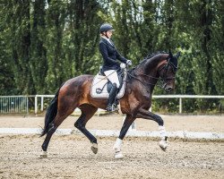 dressage horse Funkenfee E (Hanoverian, 2014, from Franziskus FRH)