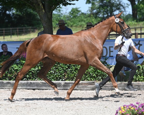 jumper Perida (Trakehner, 2020, from Asagao xx)