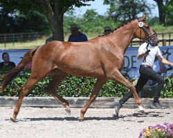 Springpferd Perida (Trakehner, 2020, von Asagao xx)