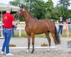 broodmare Bellevue SK (German Riding Pony, 2020, from Cooper County WE)