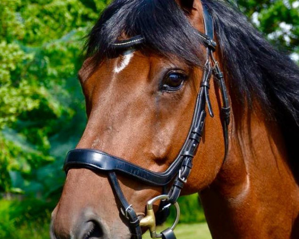 horse Sportritter S (Hanoverian, 2004, from San Brasil)