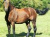 stallion Beausejour II (FR) (French Trotter, 1967, from Kerjacques (FR))