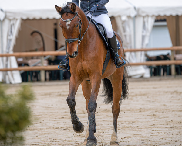 Springpferd Kalle S (Westfale, 2018, von Karajan)