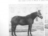 stallion Ogaden (FR) (French Trotter, 1936, from The Great McKinney 68731 (US))