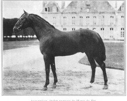 stallion Interméde (FR) (French Trotter, 1908, from Bemecourt (FR))