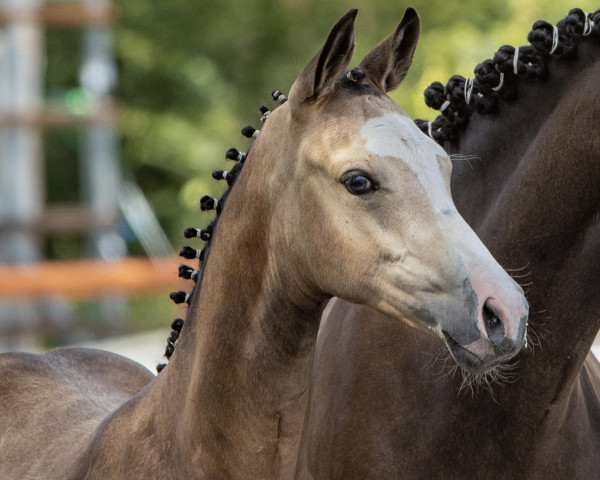 Dressurpferd Cavavoom (Deutsches Reitpony, 2022, von Cayuga San WE)