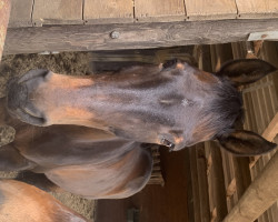 horse Lena S (Oldenburg show jumper, 2002, from Lacatraz)