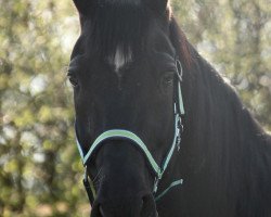 dressage horse Don Camillo 268 (Hanoverian, 2010, from Don Primus)