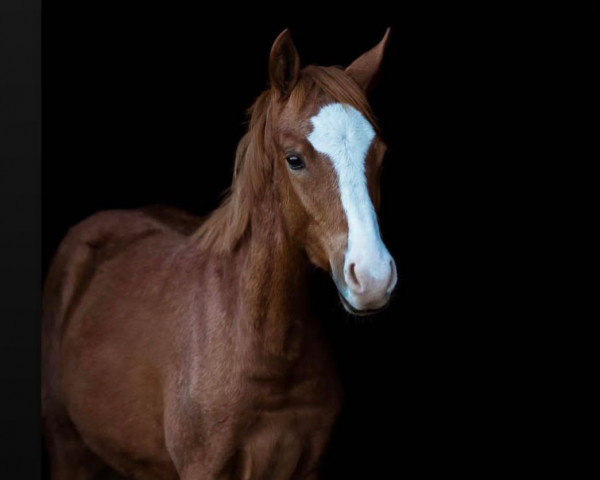 dressage horse No Limit G (German Riding Pony, 2022, from Fs Numero Uno)