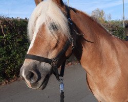 dressage horse Ava (Haflinger, 2012, from Alibaba)