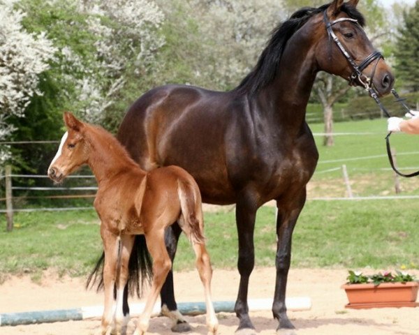 Zuchtstute La Bonita (Oldenburger, 2010, von Blue Hors Bentley)