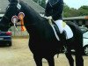 dressage horse Wiru (Westphalian, 2011, from Wie Weltmeyer)