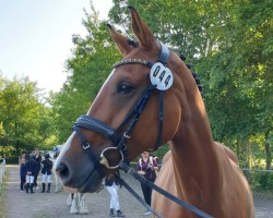 dressage horse Hummel (Westphalian, 2015, from Quidamo)