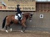 dressage horse Hummel (Westphalian, 2015, from Quidamo)