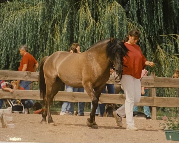 stallion Wieland vom Köhlerberg (Duelmener, 1989, from Windus)