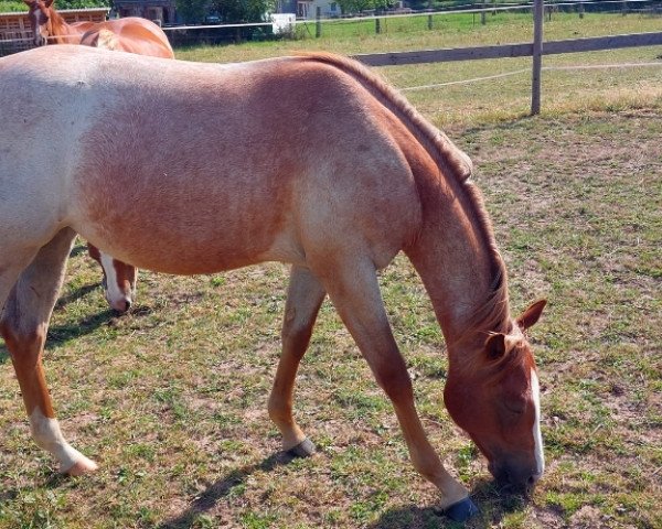 horse Silent N Staint (Quarter Horse, 2022)