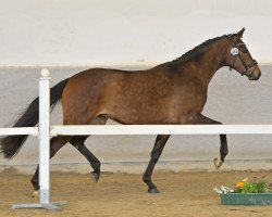 broodmare La Jolie (German Sport Horse, 2020, from Lord Leopold 7)