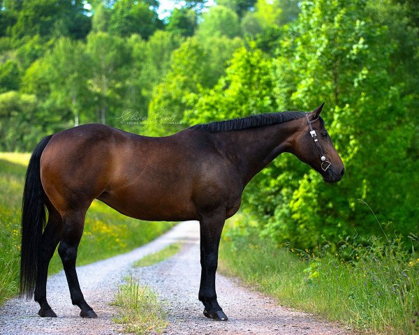 broodmare Only Scotch For Me (Quarter Horse, 2010)