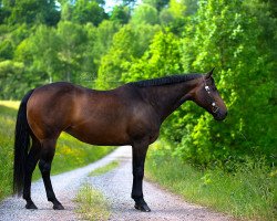 Zuchtstute Only Scotch For Me (Quarter Horse, 2010)